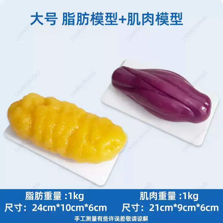 Human Muscle and Fat Replicas, - Nutrition For Health Fitness & Sport Melvin Williams ulasan dan harga
