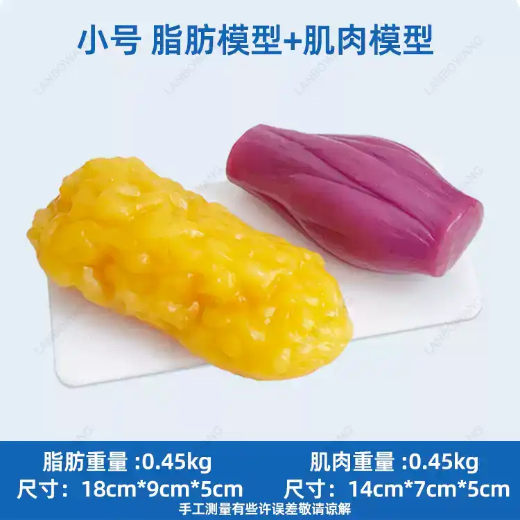 Human Muscle and Fat Replicas, - Nutrition For Health Fitness & Sport Melvin Williams ulasan dan harga