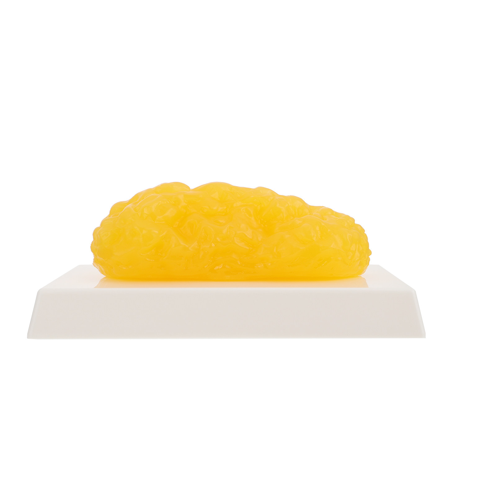 Human Body Fat Pound Fat Anato - Fitness Nutrition Diet ulasan dan harga