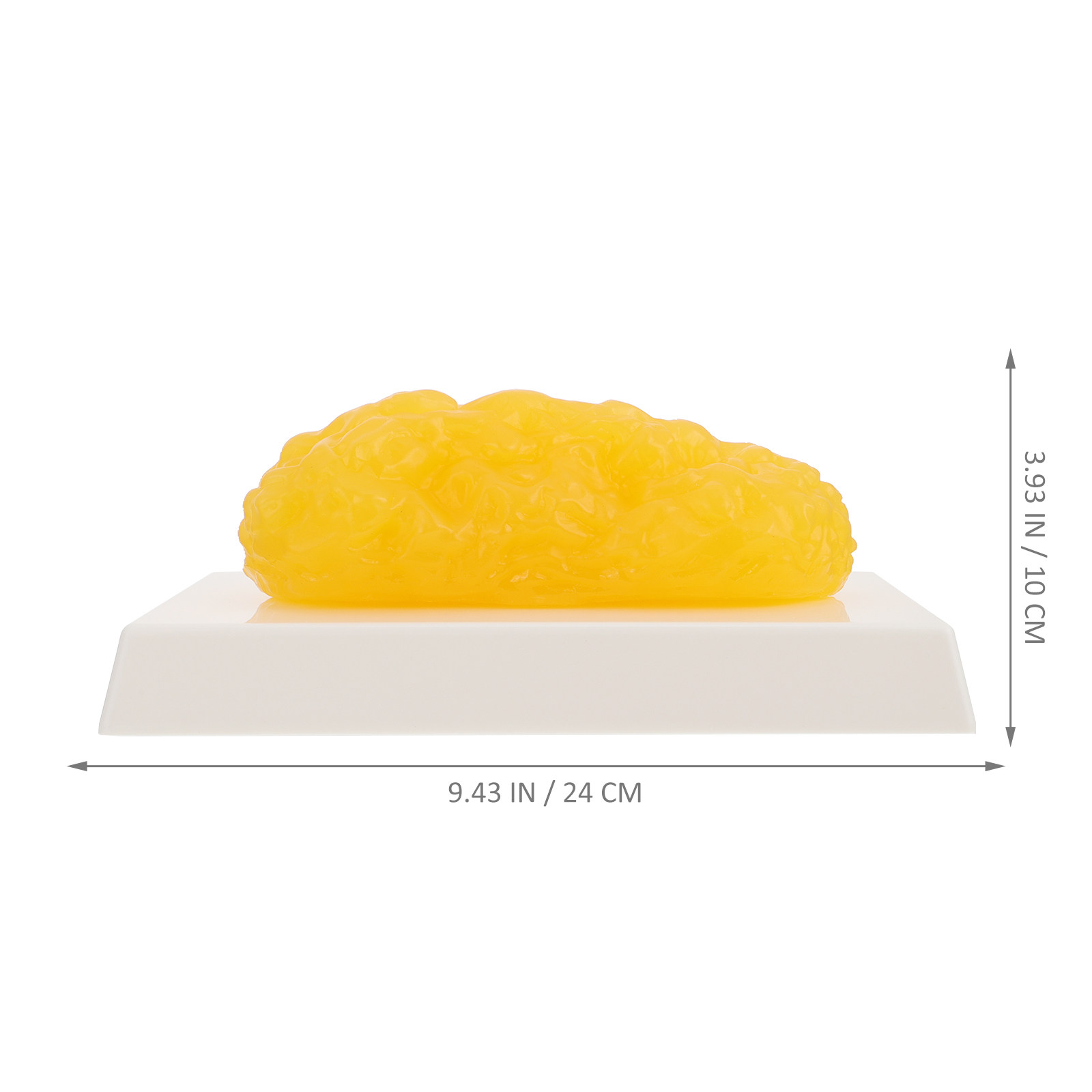 Human Body Fat Pound Fat Anato - Fitness Nutrition Diet ulasan dan harga
